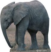 Baby Elephant - Life Size Cardboard Standup