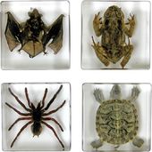 Biology for Kids - Small Critter 4-Piece Specimen