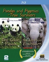 Pandas and Pygmies: True Survivors (Blu-ray)
