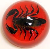 Black Scorpion (Red Background) - Dome Paperweight