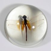 Dragonfly - Dome Paperweight