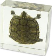 Turtle - Paperweight