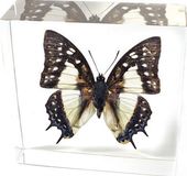 Nawab Butterfly - Paperweight