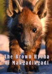 The Brown Hyena Of Makgadikgadi