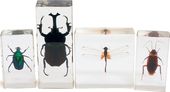 Biology for Kids - Insect 4-Piece Specimen