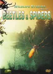 Wildlife Stories - Beetles & Spiders