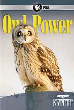 Nature: Owl Power