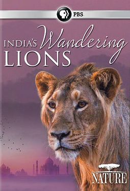 PBS - Nature: India's Wandering Lions