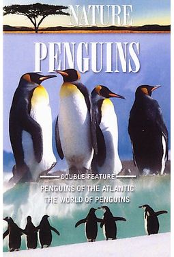Nature: Penguins