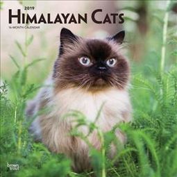 Himalayan Cats - 2019 - Wall Calendar