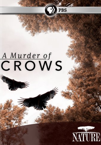 Nature: A Murder of Crows