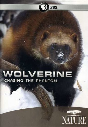 Nature: Wolverine - Chasing the Phantom