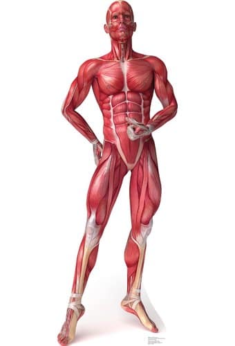Anatomy Muscle System - Cardboard Cutout