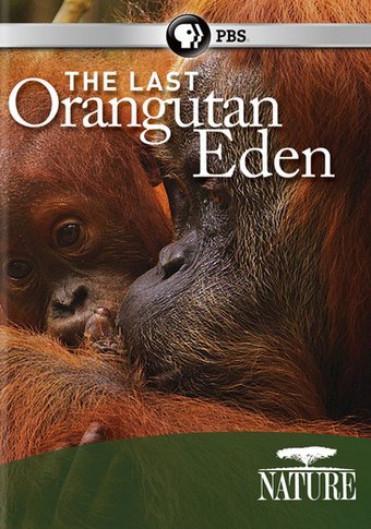 Nature: The Last Orangutan Eden