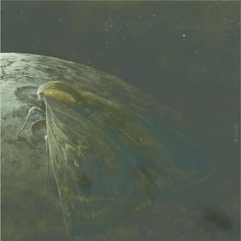 Augrimmer-Moth And The Moon