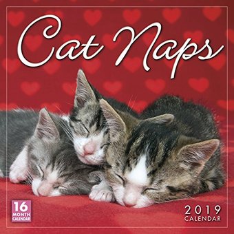 Cat Naps - 2019 - Wall Calendar
