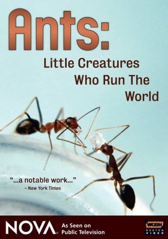 Nova - Ants - Little Creatures Who Run the World