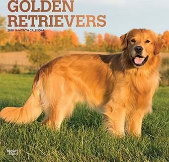 Golden Retrievers (Foil) - 2019 - Wall Calendar