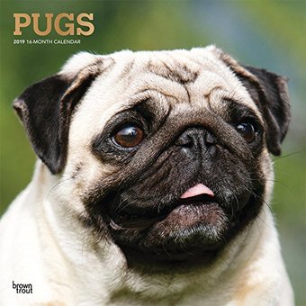 Pugs (Foil) - 2019 - Wall Calendar