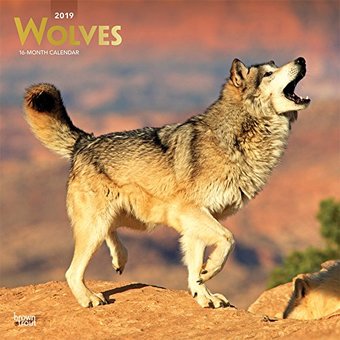 Wolves (Foil) - 2019 - Wall Calendar
