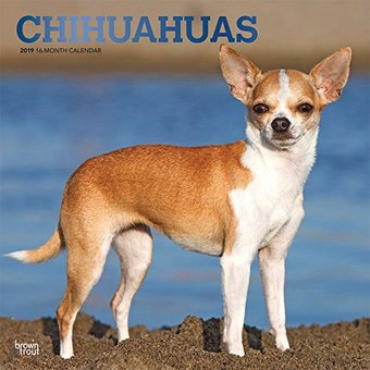 Chihuahuas (Foil) - 2019 - Wall Calendar