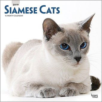 Siamese Cats - 2019 - Wall Calendar