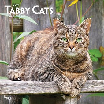 Tabby Cats - 2019 - Wall Calendar