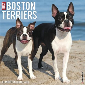 Just Boston Terriers - 2019 - Wall Calendar