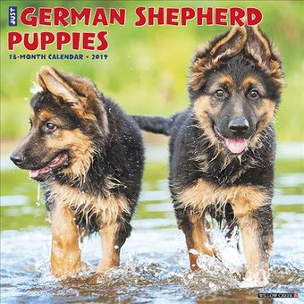 Just German Shepherd Puppies - 2019 - Wall