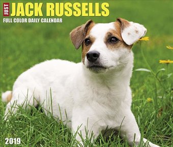 Just Jack Russells - 2019 - Box Calendar